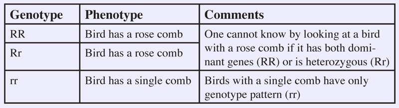 Rose Comb Chicken Traits